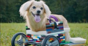 chien-fauteuil-roulant-briques-lego-parc