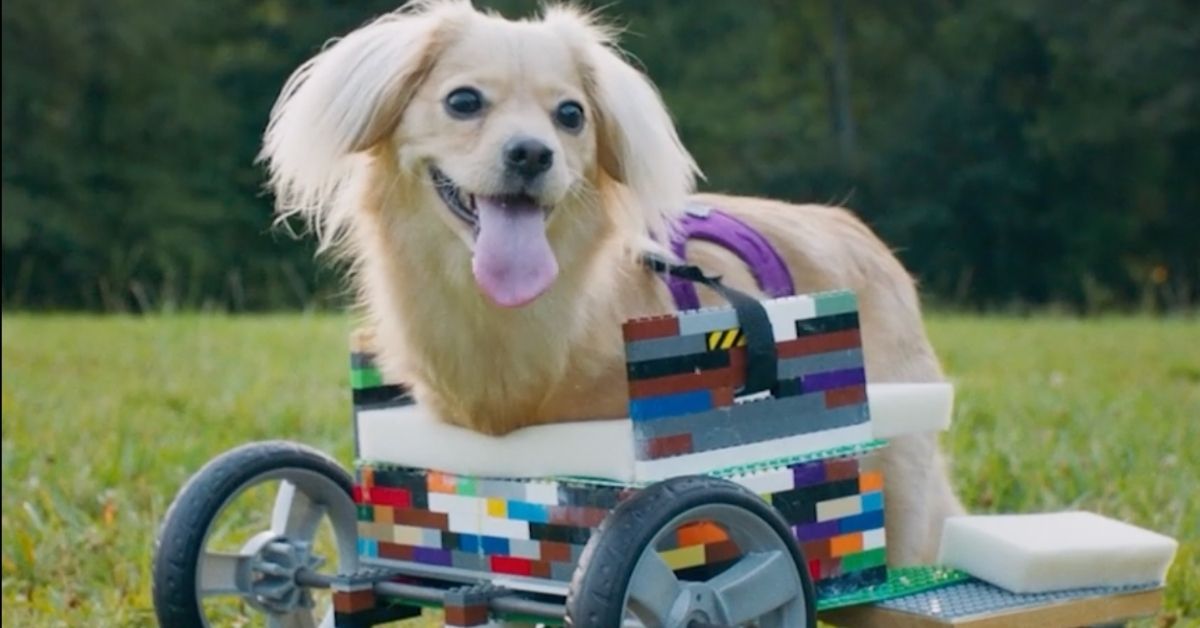 chien-fauteuil-roulant-briques-lego-parc