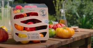 tomate-dantan-prince-de-bretagne